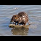 Nutria-Jungtier